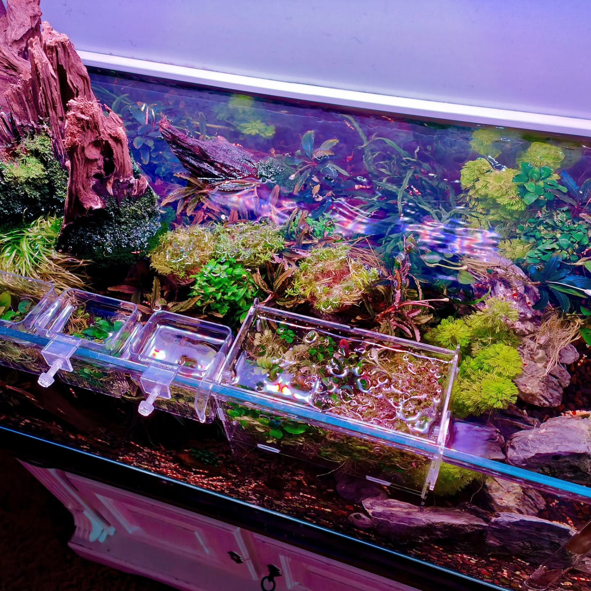 Publicación de Instagram de @aquascapebarendrecht