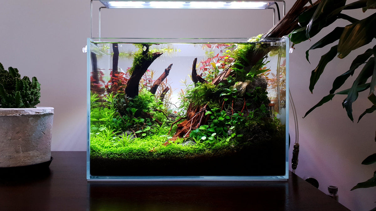 nano aquascape