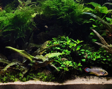 planted tank