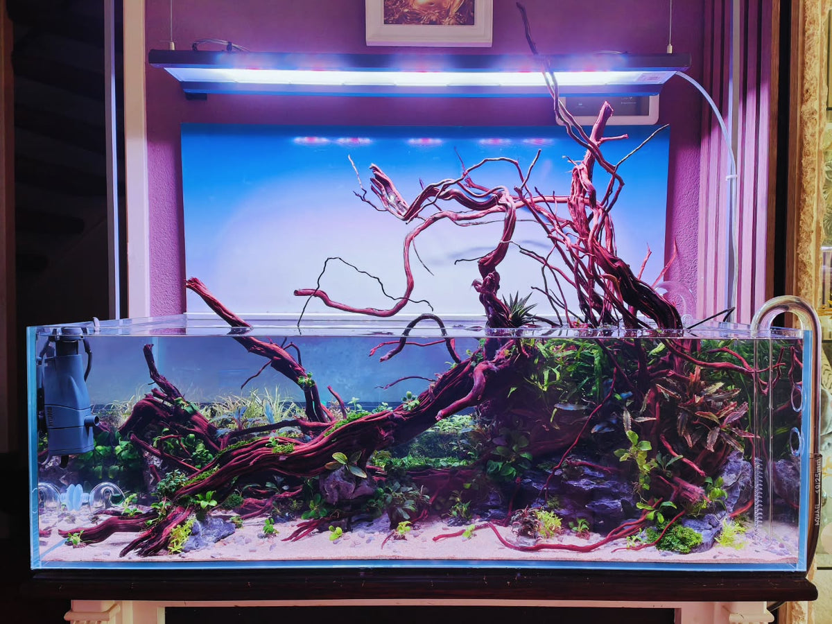 Publicación de Instagram de @aquascapebarendrecht