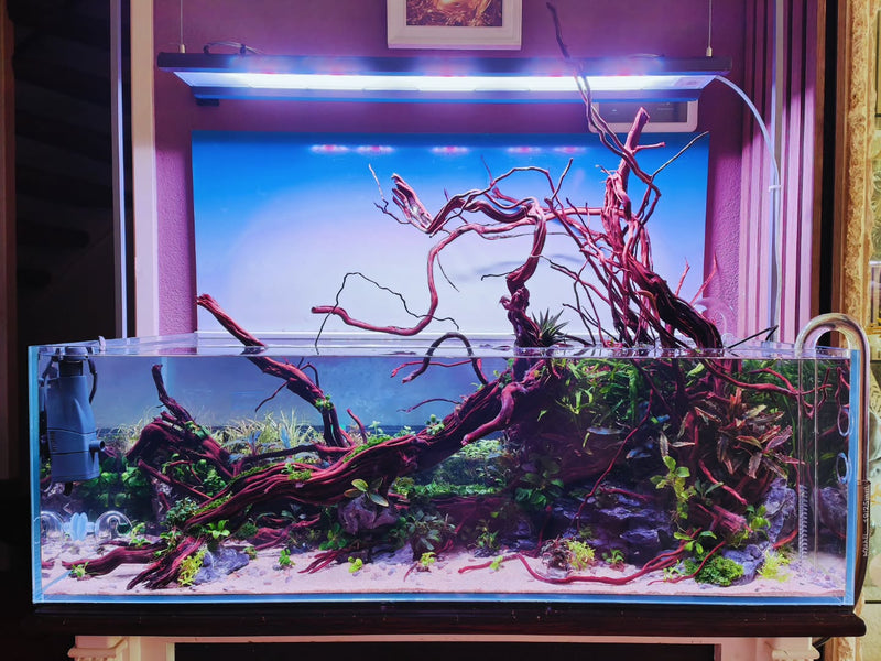 Publicación de Instagram de @aquascapebarendrecht
