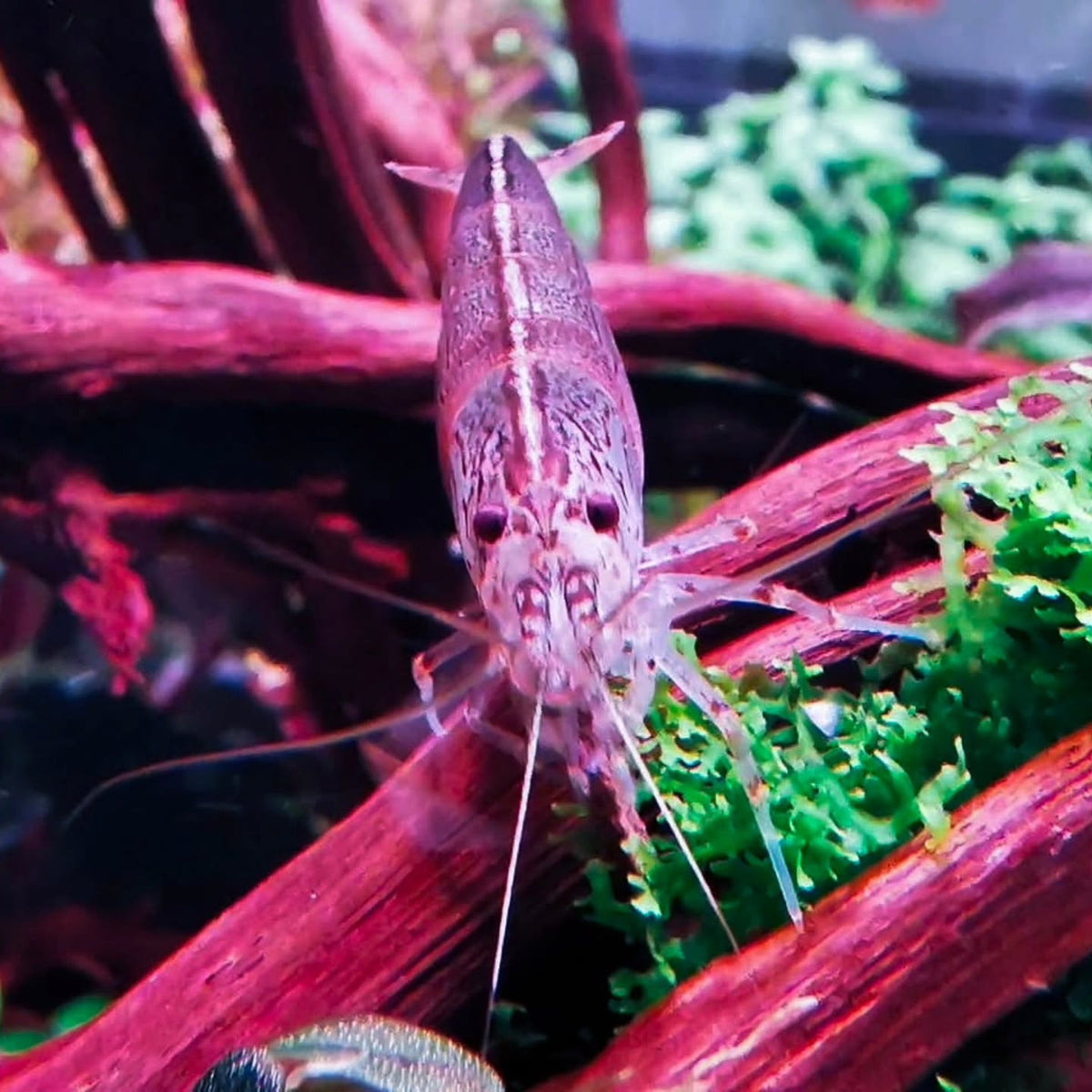 Publicación de Instagram de @aquascapebarendrecht