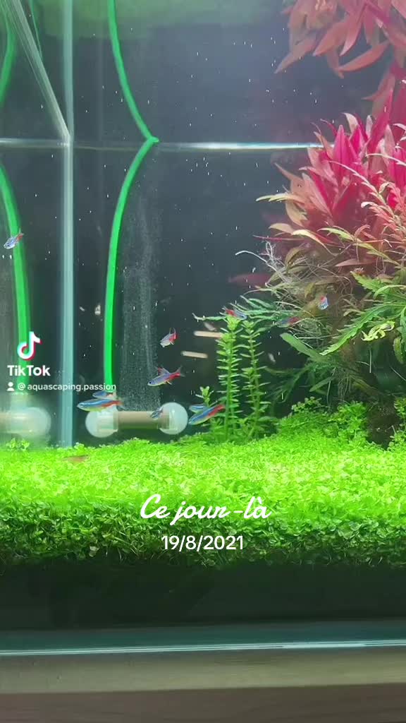 Vídeo de TikTok de @aquascaping.passion