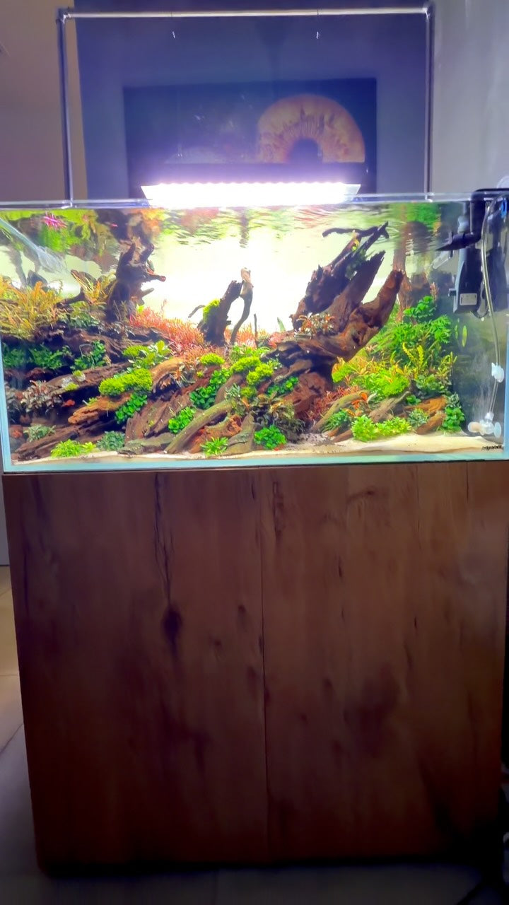 Publicación de Instagram de @aquascaping.passion